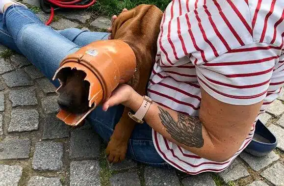 Welpe Tiara steckt im Plastikrohr fest