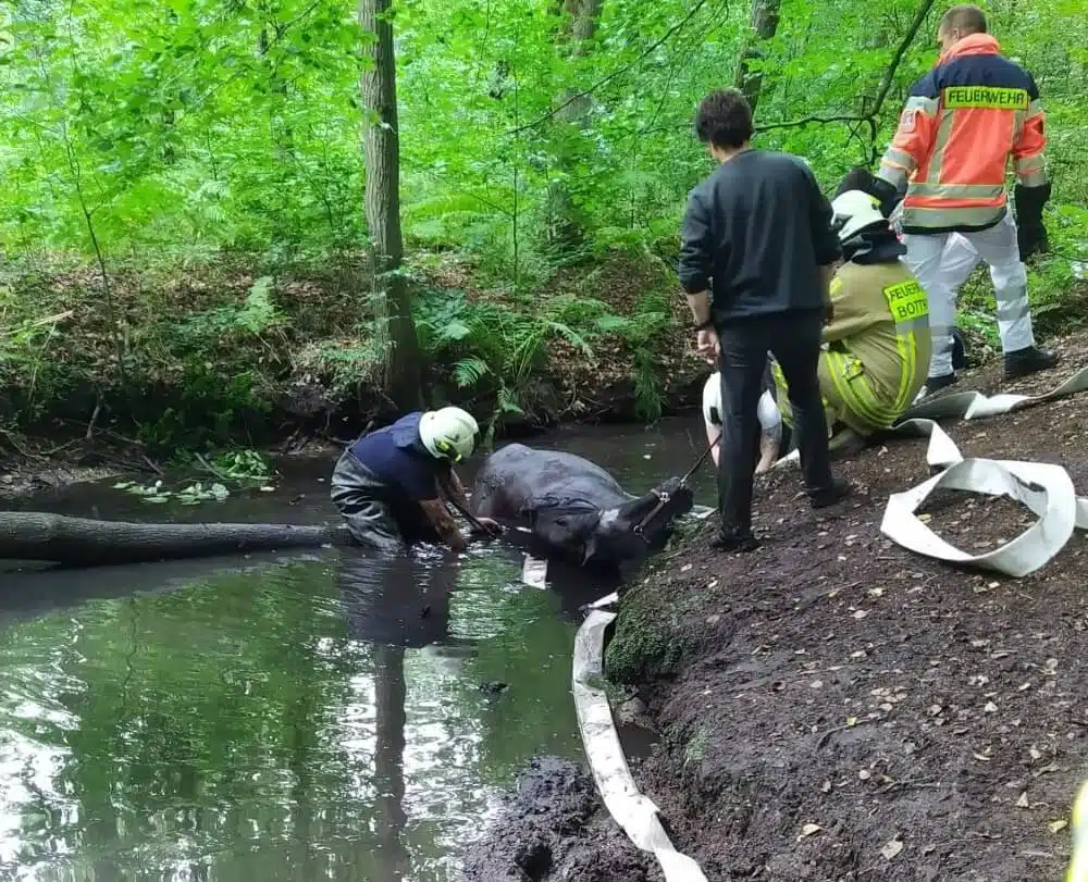 Ein Pferd stürzte gegen Mittag am 8. August 2021 in den Rotbach bei Bottrop. Die Feuerwehr hatte jedoch Mühe, es dort wieder herauszubekommen.