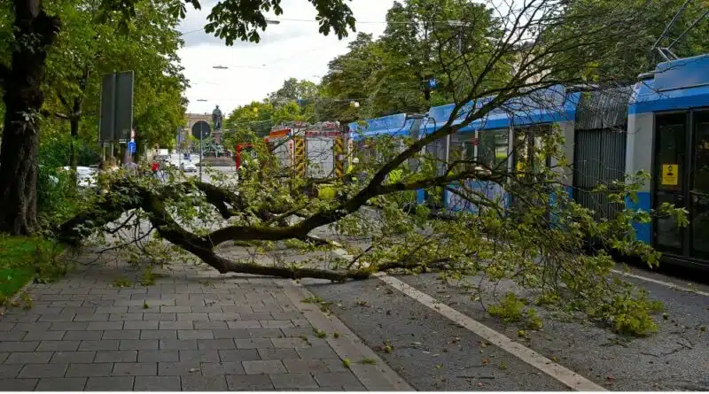 Am 24. August 2020 brach ein Ast in der Münchener Maximilianstraße ab und blockierte eine Fahrbahn sowie die stadteinwärts fahrende Straßenbahn.