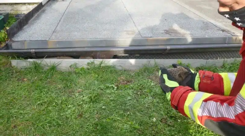 Ein Igel benötigte am 20. Oktober 2020 dringend die Hilfe der Würzburger Feuerwehr.