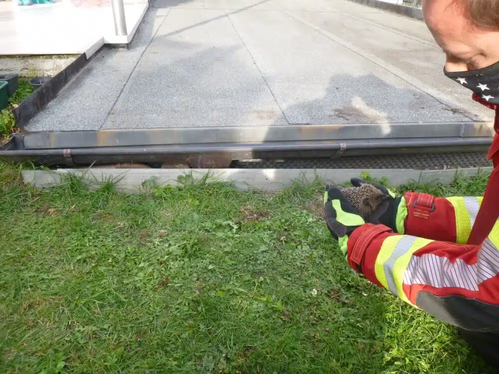 Ein Igel benötigte am 20. Oktober 2020 dringend die Hilfe der Würzburger Feuerwehr.