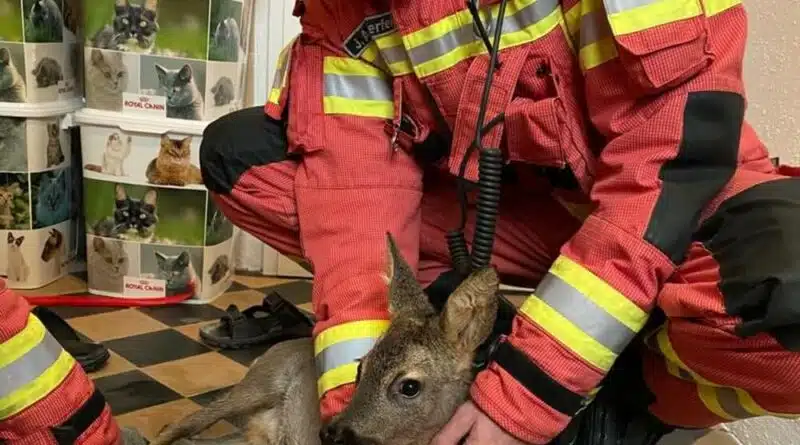 Ein Waldbewohner auf Abwegen benötigte am Vormittag des 17. Oktober 2020 die Hilfe der Velberter Feuerwehr.