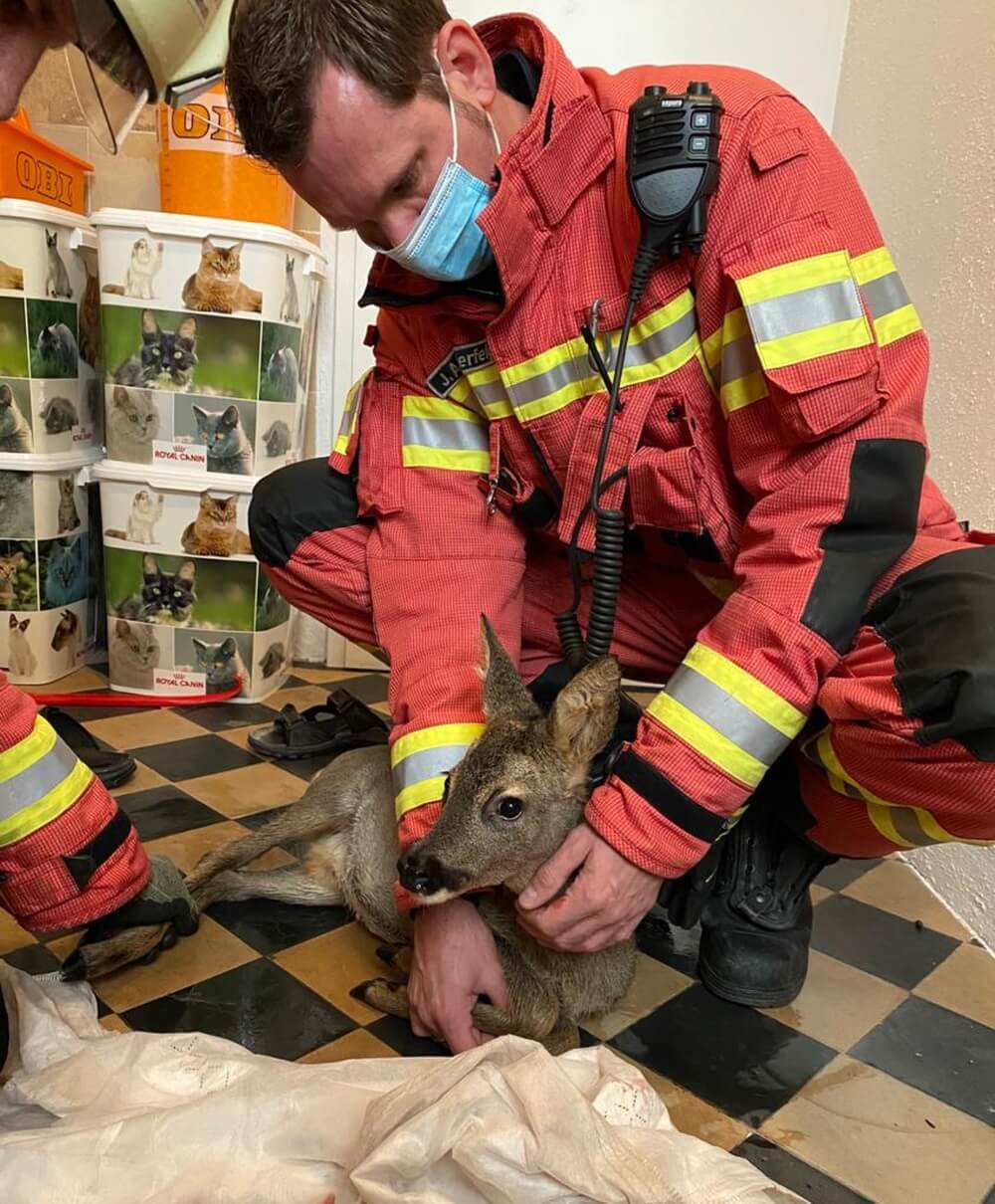 Ein Waldbewohner auf Abwegen benötigte am Vormittag des 17. Oktober 2020 die Hilfe der Velberter Feuerwehr.