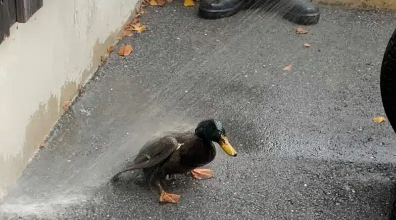 Eine Ente rettete die Feuerwehr Philippsreut am 13. November 2020 aus der Kläranlage Philippsreut.