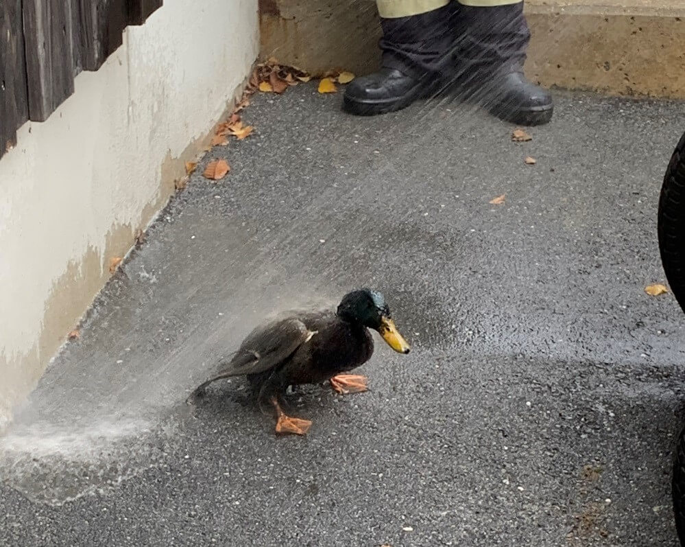 Eine Ente rettete die Feuerwehr Philippsreut am 13. November 2020 aus der Kläranlage Philippsreut.