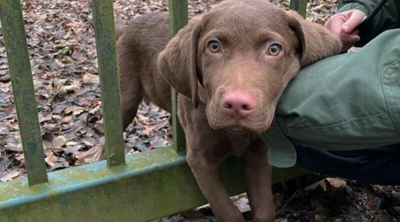 Ein Hundewelpe benötigte am 11. Januar 2021 die Hilfe der Feuerwehr Herdecke.