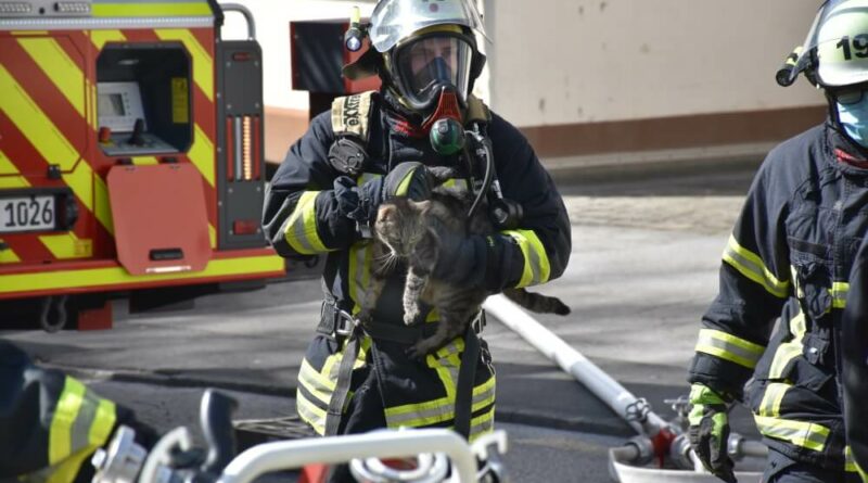 Zwei der drei Tiere waren schnell gefunden und an die Frische Luft gebracht.