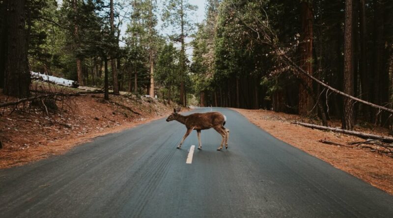 Im Herbst steigt die Gefahr durch Wildtierunfälle für Autofahrende wieder stark an.