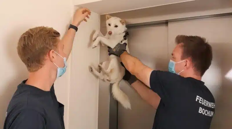 Ein Hund hatte am Nachmittag des 6. September 2021 seinen Fahrstuhl verpasst. Dieser fuhr ohne ihn los, doch aufgrund seiner Besitzerin fuhr der Hund bis zur Türoberkante im Kellergeschoss mit.