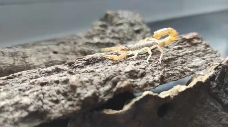 Dieser Skorpion aus Italien hat sich in ein Blumenfachgeschäft in Düsseldorf verirrt.
