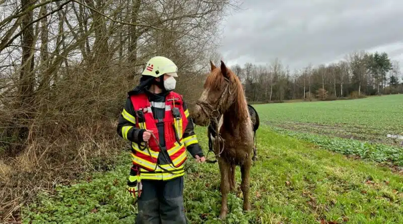 Das Pferd ist zwar mit Schlamm bedeckt, jetzt jedoch in Sicherheit.