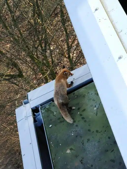 Sie sehen einen Fuchs auf einem Vordach.