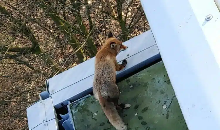 Sie sehen einen Fuchs auf einem Vordach.