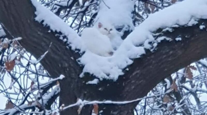 Weiße Katze in der verschneiten Baumkrone