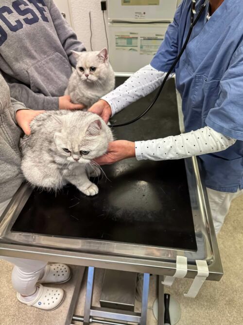 Tierarztbesuch der geretteten Katzen