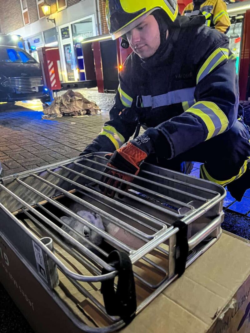 Die Feuerwehr hat zwei weiße Katzen gerettet