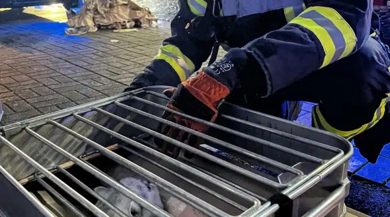 Die Feuerwehr hat zwei weiße Katzen gerettet