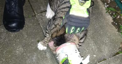 Feuerwehrmann mit der Katze, die in der Dose klemmt.