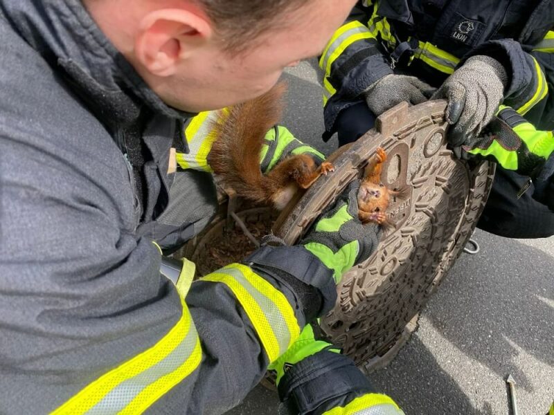 Eichhörnchen in Gullydeckel