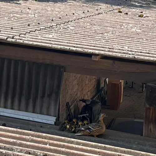 Gestrandet auf dem Vordach: Die Entenküken saßen hier fest. Foto: KBI Aschaffenburg