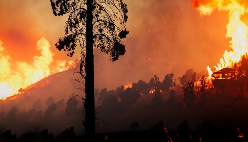 Der ganze Wald steht in Flammen. 