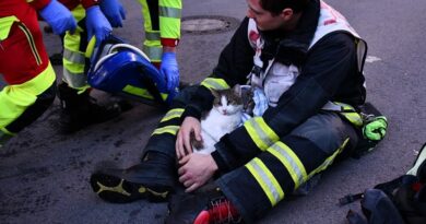 Gut versorgt: Der Rettungsdienst gab beiden Katzen Sauerstoff. Foto: Feuerwehr Dortmund