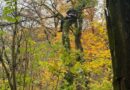 Statt Katze: Rettungsaktion für Hund auf einem Baum