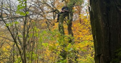 Statt Katze: Rettungsaktion für Hund auf einem Baum