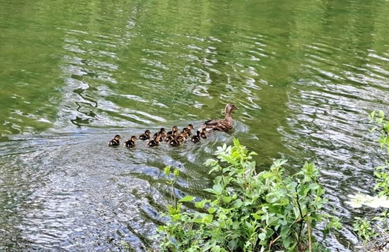Entenfamilie auf dem Wasser