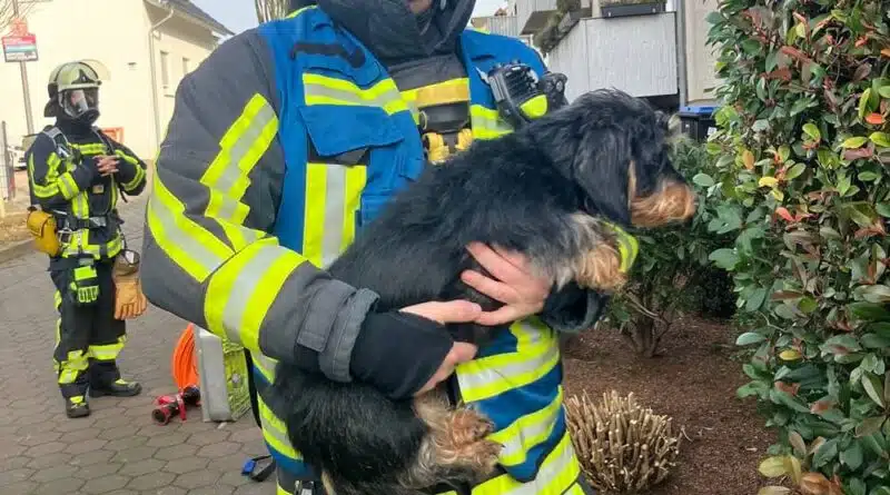 Dieser Vierbeiner kam mit dem Schrecken davon. Foto: Feuerwehr Bochum
