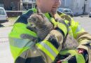 Katze auf dem Arm des Feuerwehrmanns