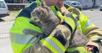 Katze auf dem Arm des Feuerwehrmanns