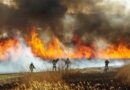 Waldbrand mit Feuerwehreinsatzkräften
