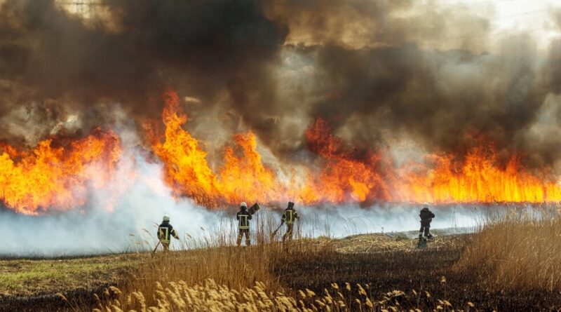 Waldbrand mit Feuerwehreinsatzkräften