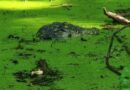 Schnappi-Alarm: Krokodil gesichtet