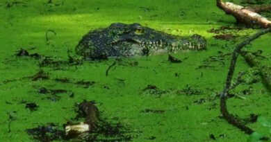 Schnappi-Alarm: Krokodil gesichtet