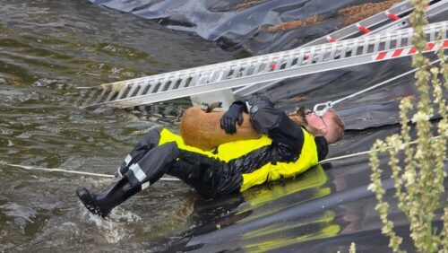 Geschafft: Das Reh und sein Retter erreichen das sichere Ufer. (Foto: Freiwillige Feuerwehr Celle)