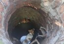 Nicht nur Hund und Katz: Feuerwehr befreit Tiere in Not