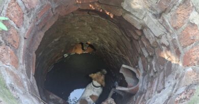 Nicht nur Hund und Katz: Feuerwehr befreit Tiere in Not