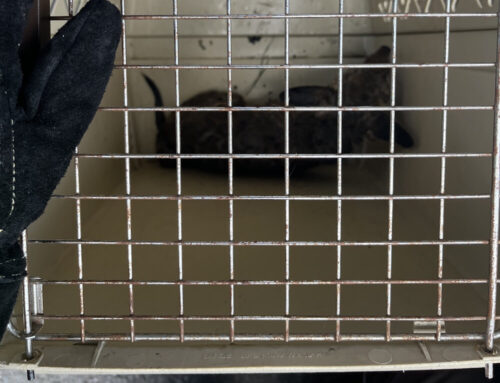 Erholungspause: Der Fuchs in der Tiertransportkiste kurz vor der Freisetzung im Wald. (Foto: Feuerwehr Dinslaken)