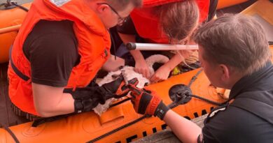 Schwanenküken aus Angelschnur befreit